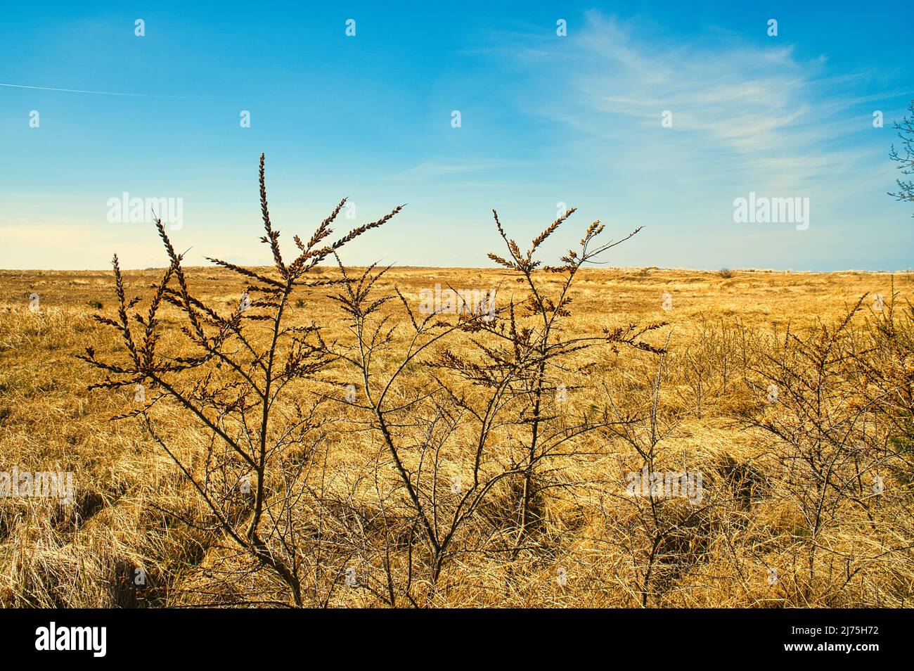 Buck de mer sur la plage de transition à la mer Baltique. Les baies riches en vitamine C sont très saines. Les baies d'orange brillent au soleil. Banque D'Images