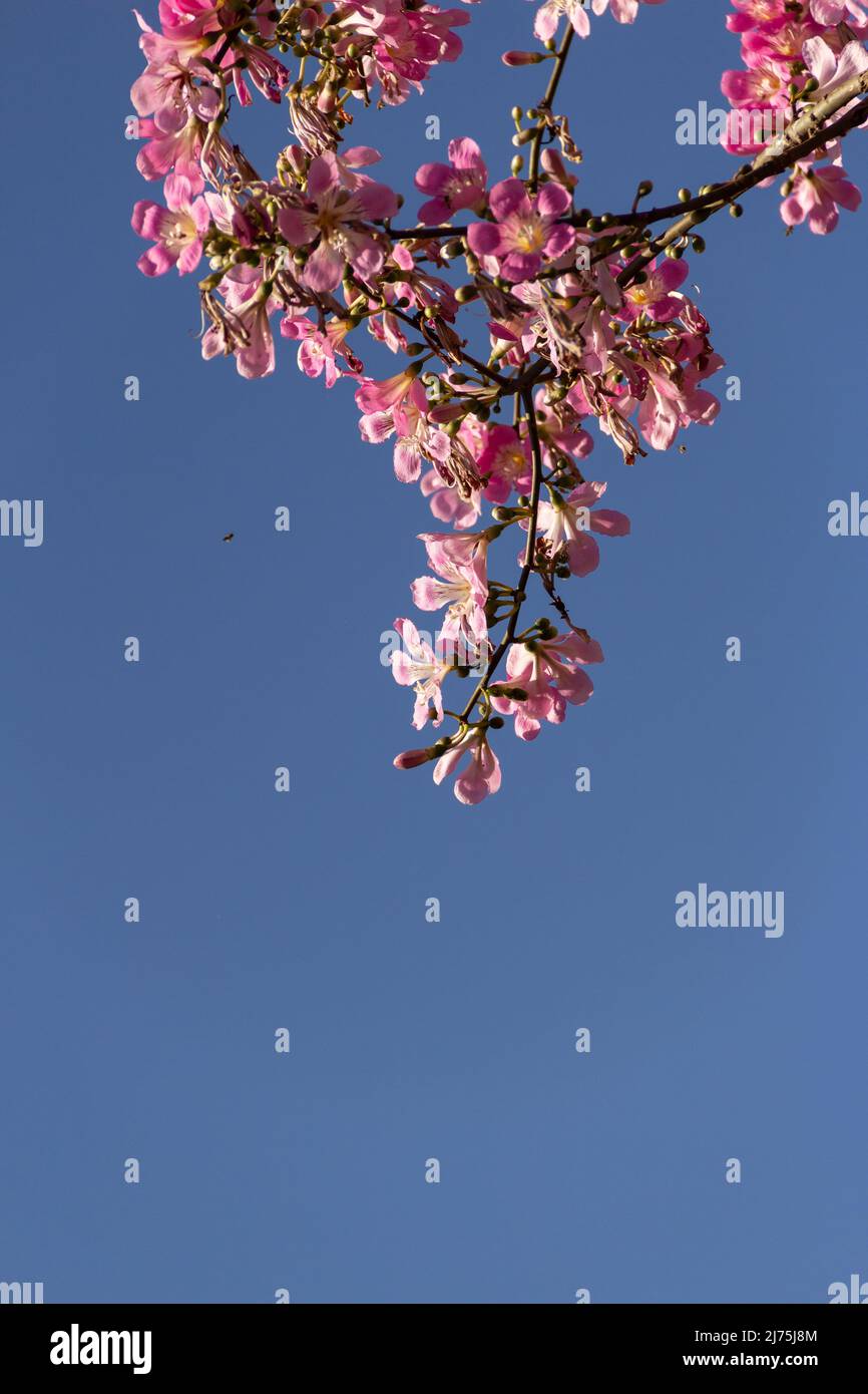 Goias, Brésil – 06 mai 2022 : Ceiba speciosa. Détail d'un grand arbre verdoyant plein de fleurs roses. Populairement connu sous le nom de 'Barriguda'. Banque D'Images