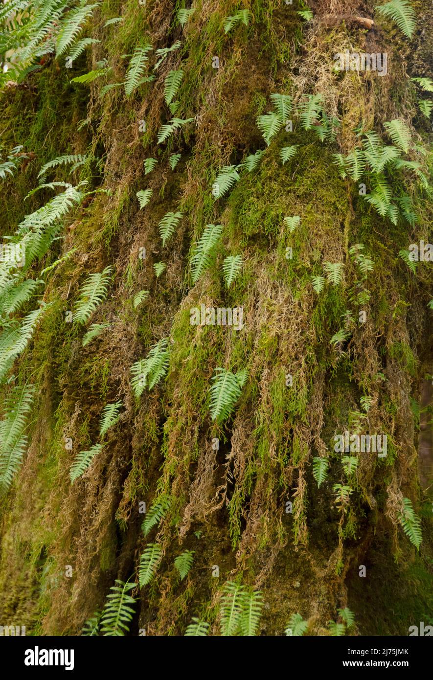 Forêt de mousses, aire de répartition côtière, Oregon Banque D'Images