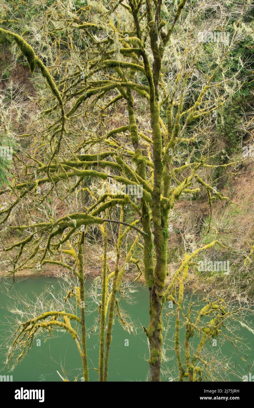 Forêt de mousses, aire de répartition côtière, Oregon Banque D'Images