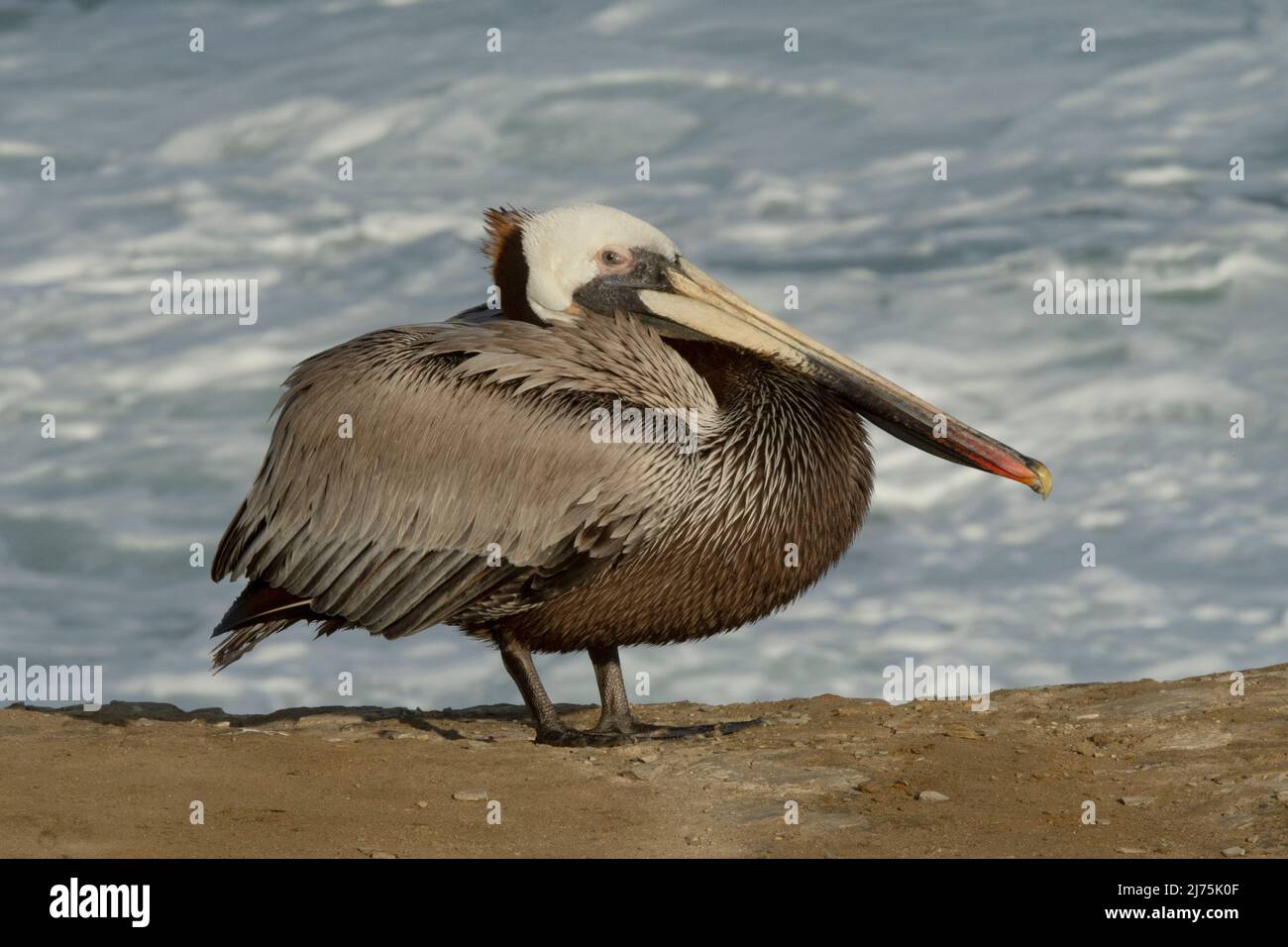 Brown Pelican repose sur la côte, la Jolla, Californie Banque D'Images