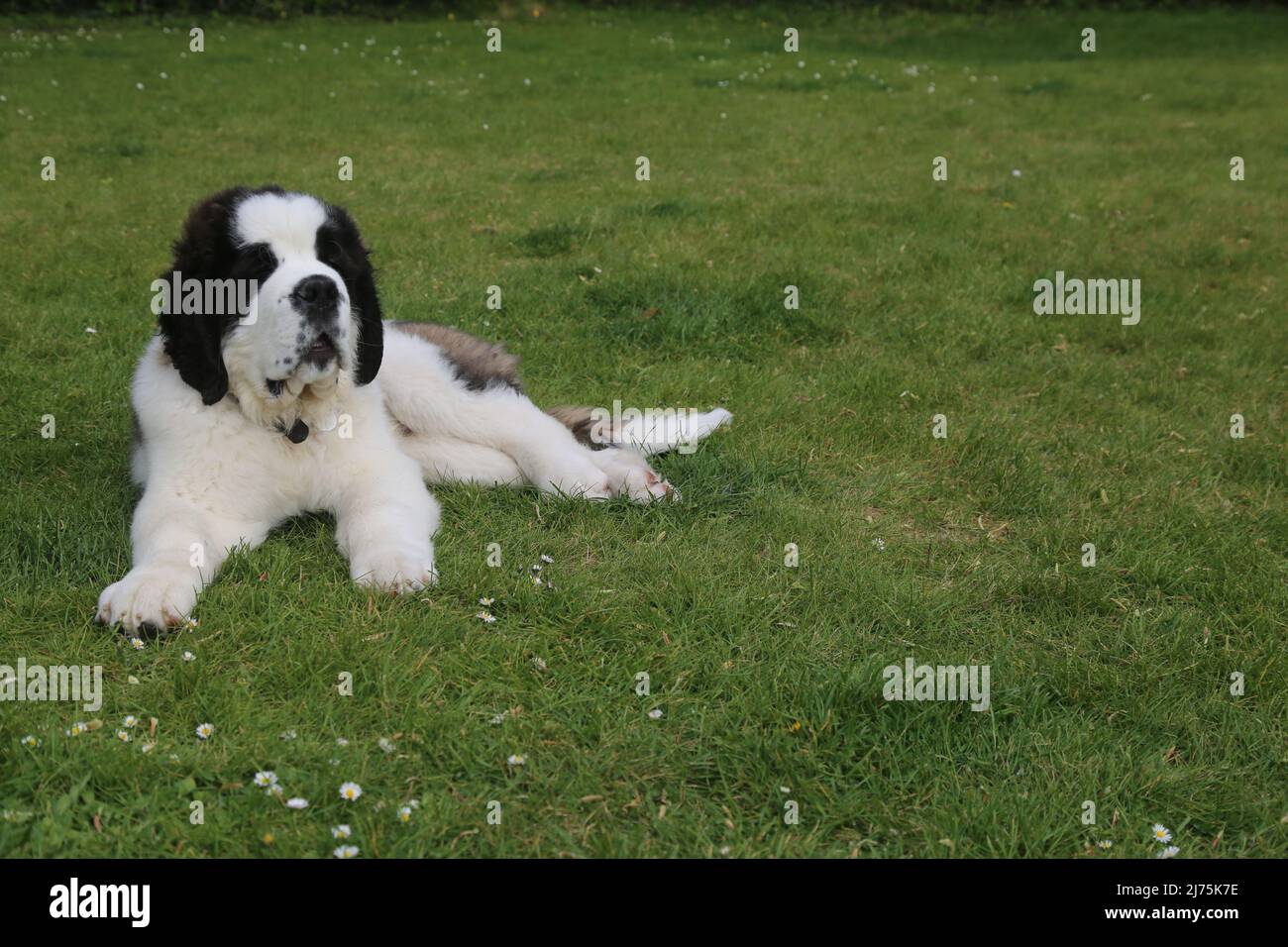 Saint Bernard Puppy 16 semaines Banque D'Images