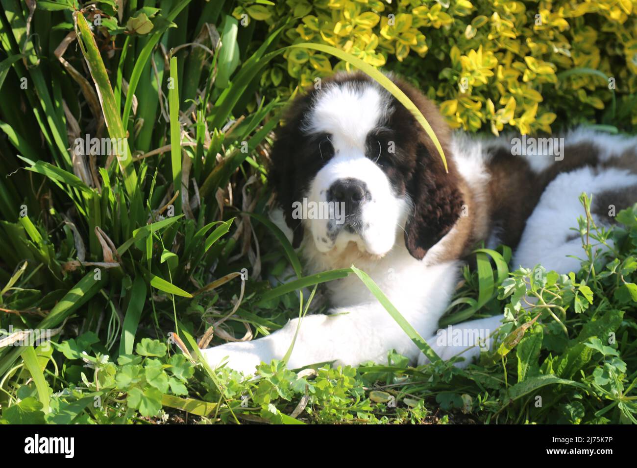 Saint Bernard Puppy 16 semaines Banque D'Images