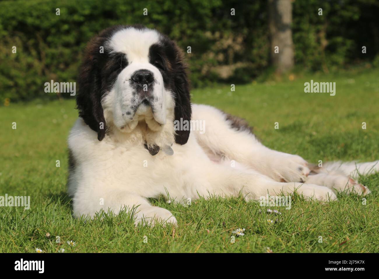 Saint Bernard Puppy 16 semaines Banque D'Images