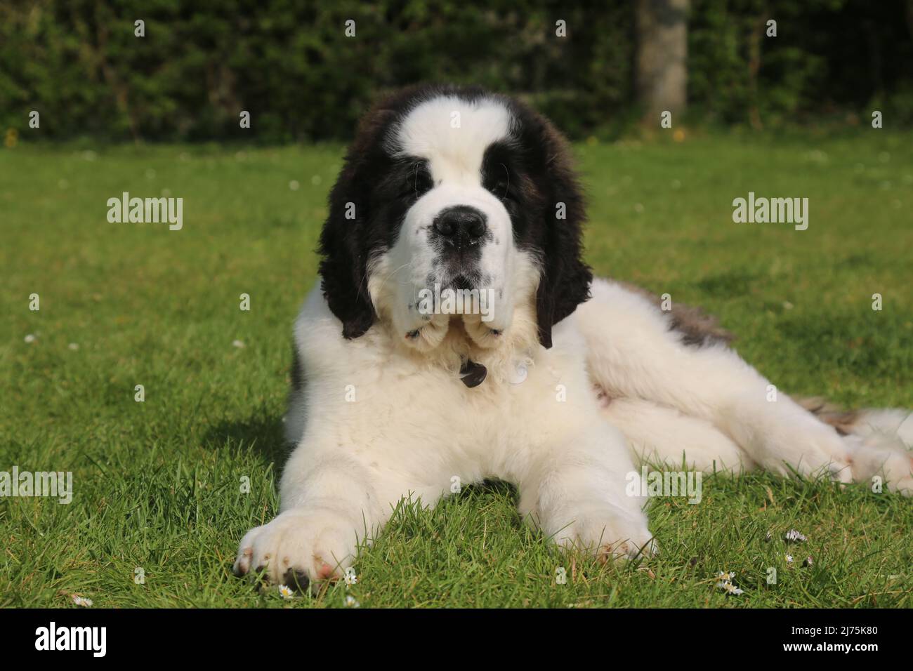 Saint Bernard Puppy 16 semaines Banque D'Images