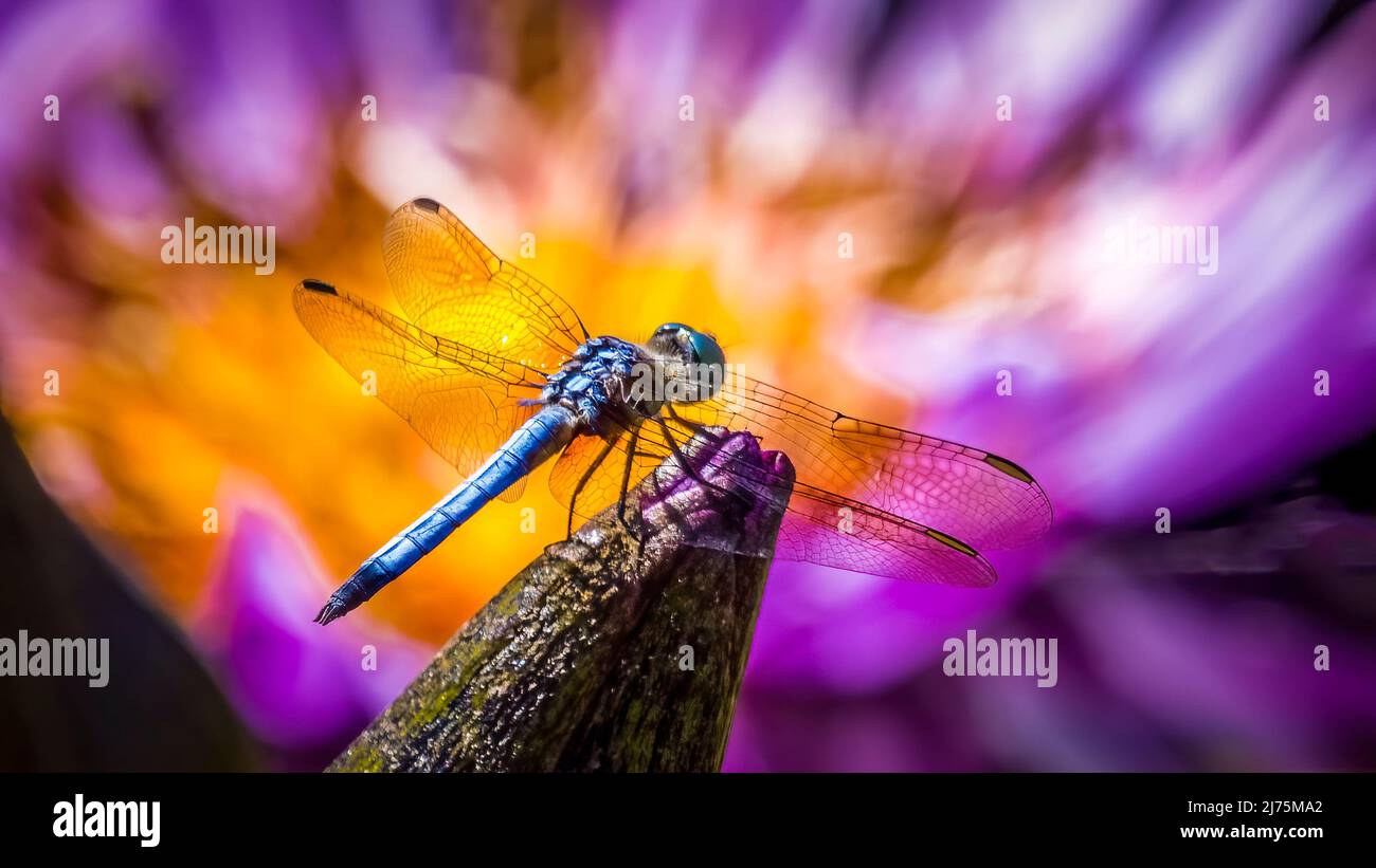 Un Dasher Bleu Dragonfly aganiste le centre jaune d'un nénuphar pourpre Banque D'Images