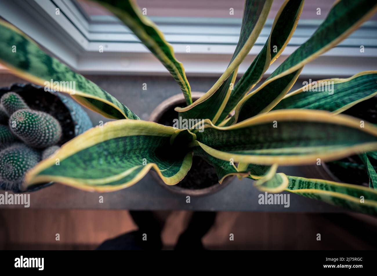 Vue de dessus en bas de l'usine de serpent dans le seuil de fenêtre en marbre comme décor de maison Banque D'Images