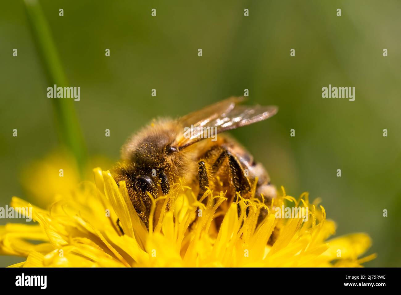 Détail gros plan de l'abeille, API mellifera, européen, abeille occidentale recouverte de pollen jaune. Banque D'Images