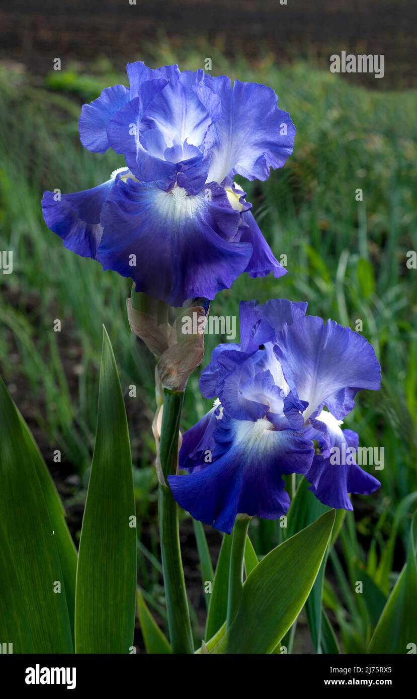 iris bleu violet, fleurs gros plan, détails sur un arrière-plan flou Banque D'Images