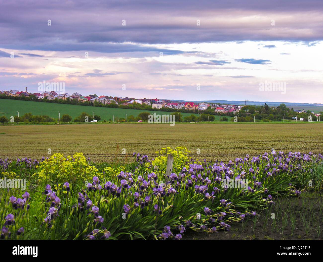 violet variétal, iris bleu sur le bord du champ, gros plan sur le village, ciel du soir Banque D'Images