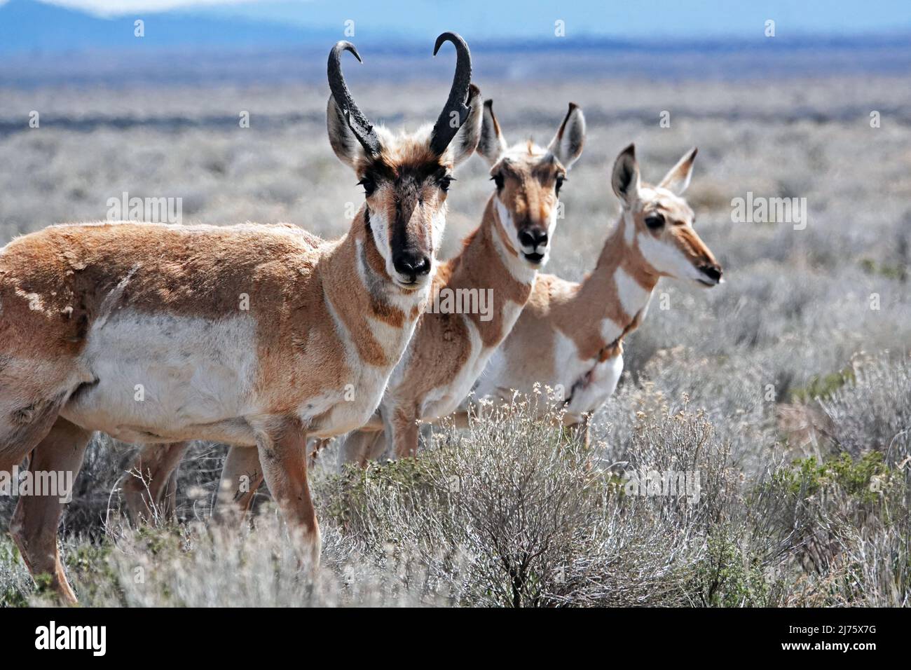 Un petit troupeau d'antilopes à pronglores américains, Antilocapra americana, dans la prairie ouverte du centre de l'Oregon, près de la petite communauté de fort Rock, en Oregon Banque D'Images