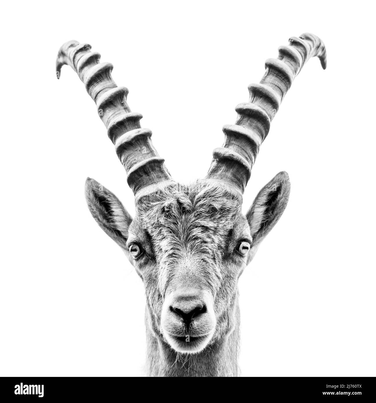 Ibex alpin à Karwendel en portrait, gros plan de cet animal majestueux dans la nature contre le ciel blanc. Banque D'Images