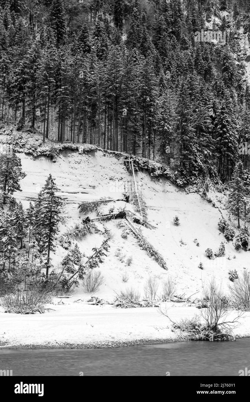 Conifères tombés sur la rive de l'Isar en neige d'hiver dans les montagnes du Karwendel en noir et blanc. Banque D'Images