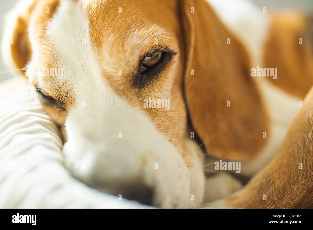 Chien beagle mâle adulte dormant sur des oreillers. Faible profondeur de champ. Banque D'Images