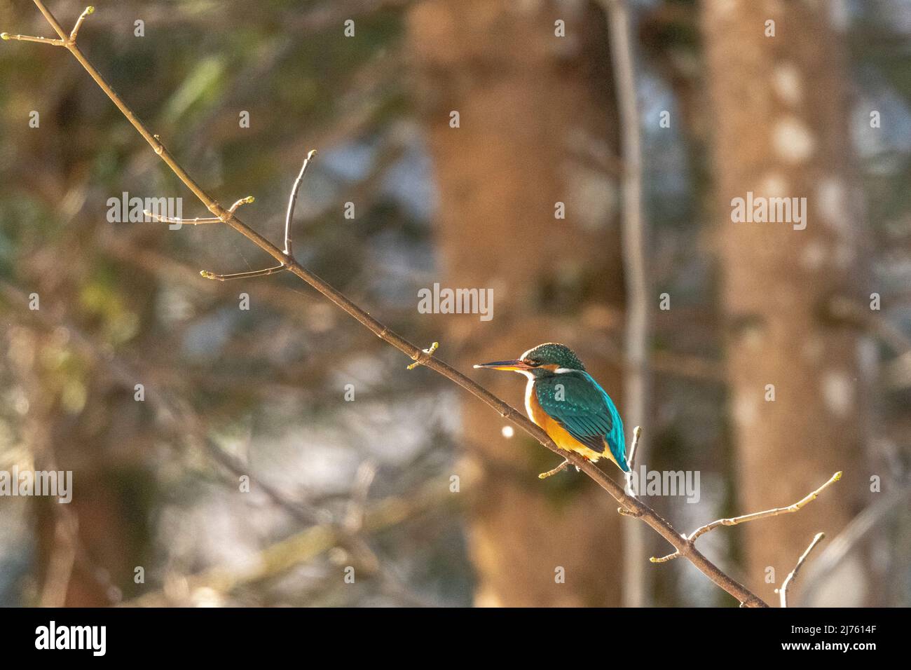 La femelle kingfisher sur sa perche en hiver à Karwendel, Werdenfelser Land Banque D'Images