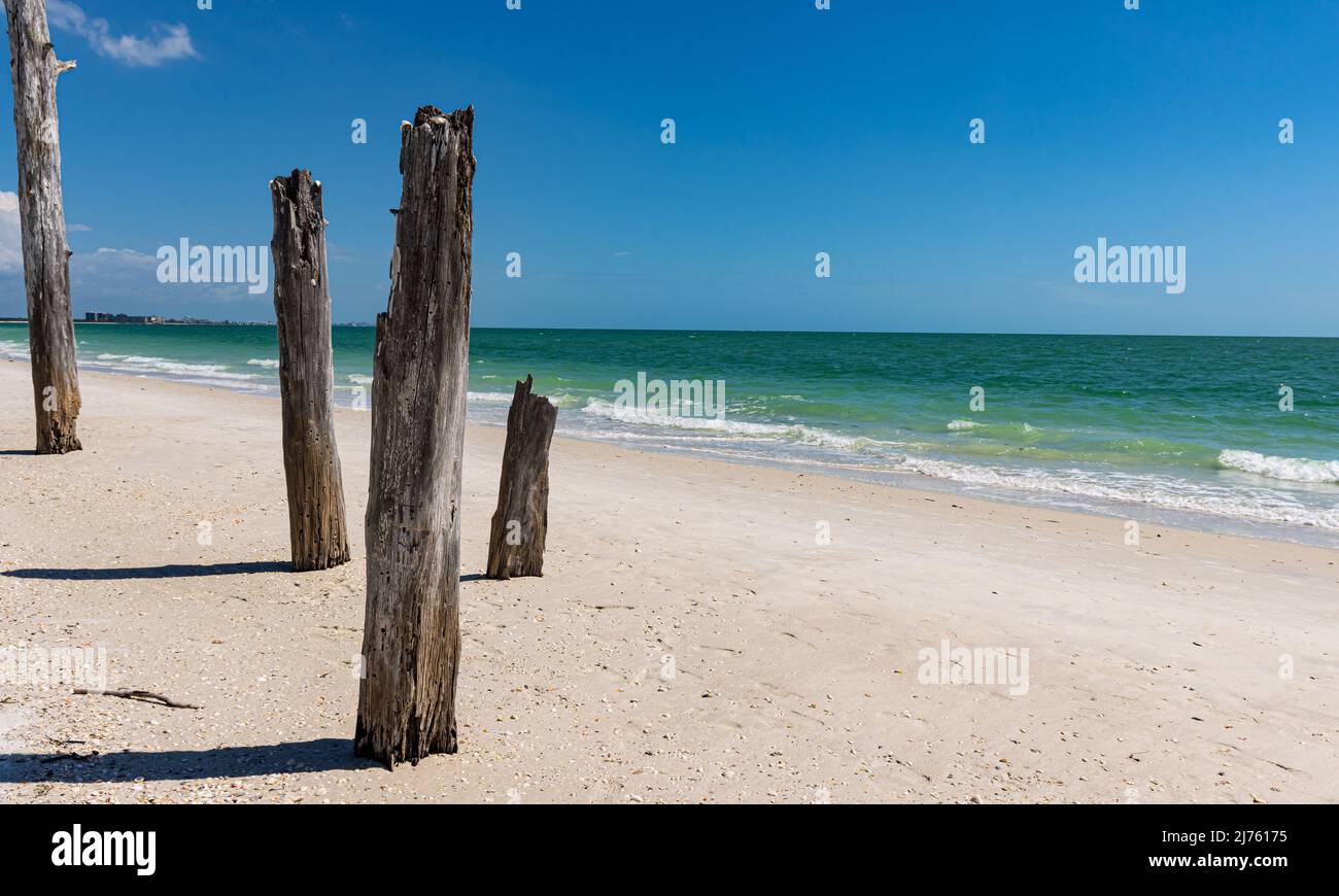 Arbre fantôme sur Lovers Key Beach, parc national Lovers Key, fort Myers Beach, Floride, États-Unis Banque D'Images