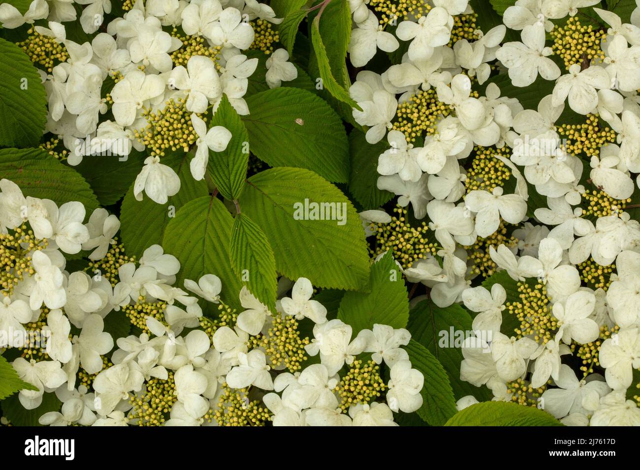 Fleur de printemps prolifique Viburnum Plicatum f.arbuste de Tomentosum en  gros plan Photo Stock - Alamy
