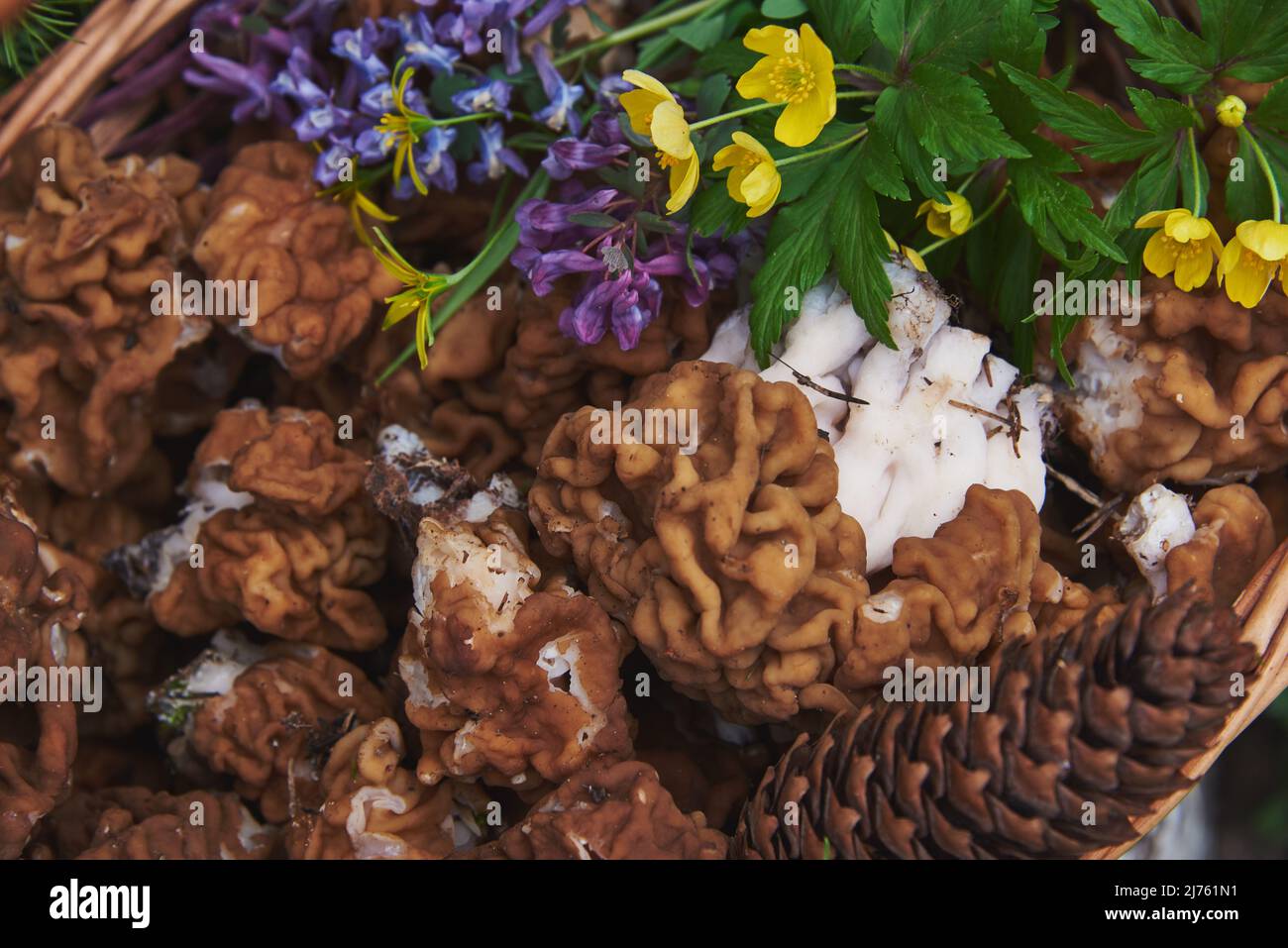 Gyromitra gigas.panier plein cadre avec champignons de printemps, vue du dessus. Banque D'Images