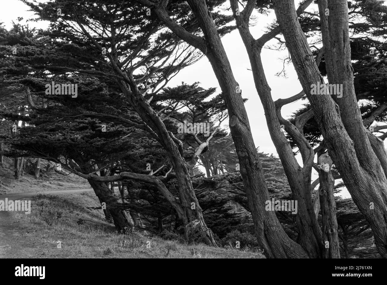 Cyprès de Monterey, à vent, le long de la piste Land's End, dans le parc national de loisirs Golden Gate, à San Francisco, Californie, États-Unis Banque D'Images