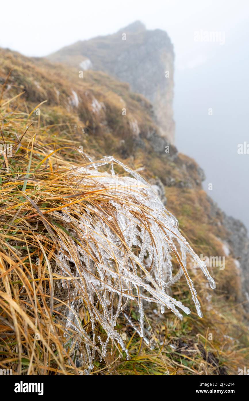 L'herbe gelée au-dessous du Sonnjoch dans le Karwendel haut dans les Alpes, près d'un précipice pendant le brouillard dense brillent les couleurs automnales de la nature. Banque D'Images