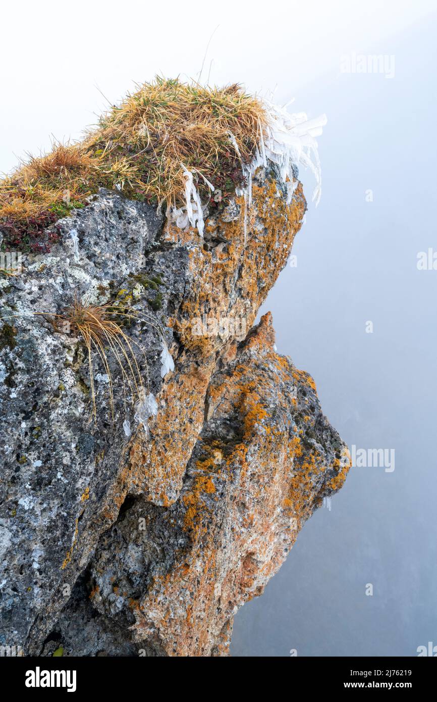 L'herbe gelée au-dessous du Sonnjoch dans le Karwendel haut dans les Alpes, près d'un précipice pendant le brouillard dense brillent les couleurs automnales de la nature. Banque D'Images
