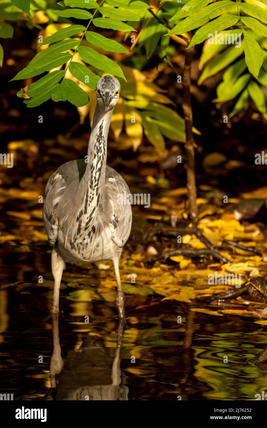 Un héron gris dans l'eau, en s'accroupiant directement à la caméra Banque D'Images