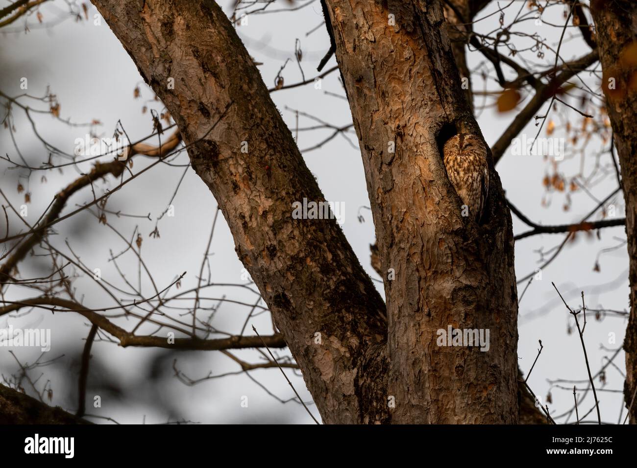 Un hibou tawny haut dans l'arbre dans la lumière Banque D'Images