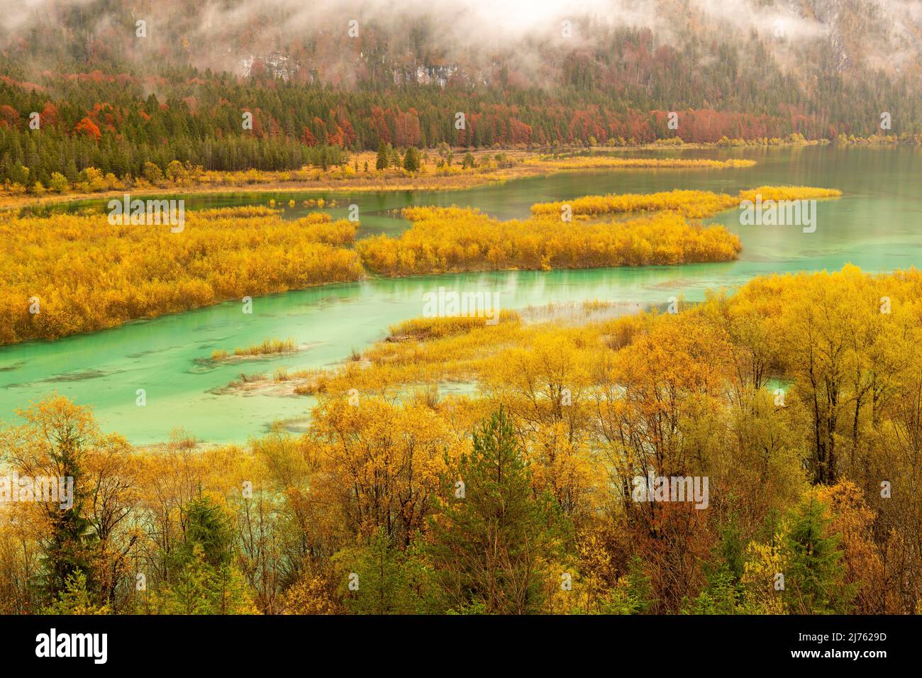 Dans le delta de la rivière des buissons de saule jaune vif d'Isar, en eau claire et haute à l'entrée du réservoir de Sylvenstein, sous une pluie légère. En arrière-plan, les montagnes s'élèvent avec des nuages et du brouillard. Banque D'Images