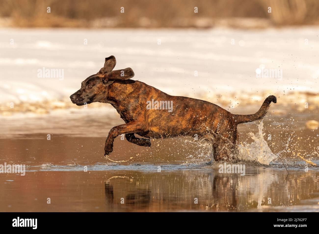 Hanover Hound Emma saute à travers l'eau peu profonde d'un petit ruisseau en plein soleil d'hiver, la neige blanche en arrière-plan. Banque D'Images Hanover Hound Emma saute à travers l'eau peu profonde d'un petit ruisseau en plein soleil d'hiver, la neige blanche en arrière-plan. Banque D'Images