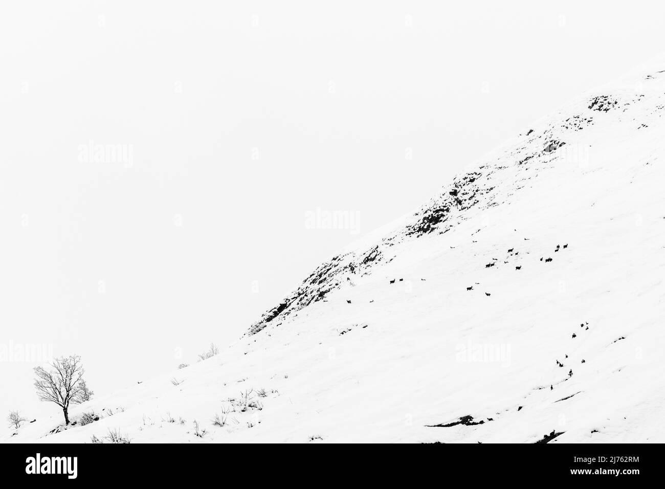 Un paquet de chamois avec jeunes dans la neige profonde sur les pentes du Gamsjoch en hiver, au-dessus du Großer Ahornboden dans le Karwendel, Tyrol dans les Alpes autrichiennes. Un seul Ahornboden se trouve au pied de la pente. Banque D'Images
