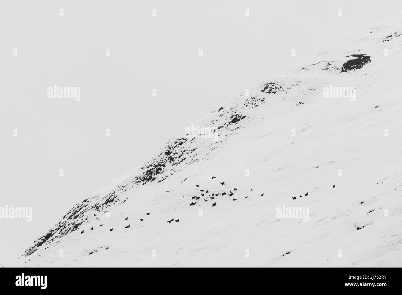 Un paquet de chamois avec jeunes dans la neige profonde sur les pentes du Gamsjoch en hiver, au-dessus du Großer Ahornboden dans le Karwendel, Tyrol dans les Alpes autrichiennes. Banque D'Images