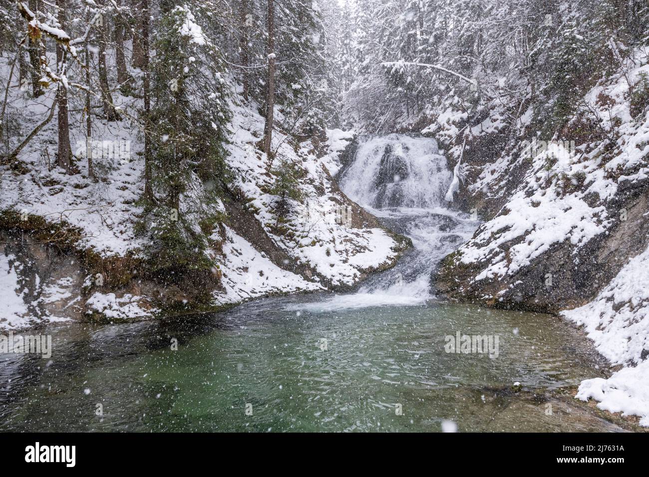 La Sachenfall sur l'Obernach entre Wallgau et Walchensee dans les Alpes bavaroises, lors de fortes chutes de neige en hiver. Son eau claire ajoute un fort accent de couleur. Banque D'Images