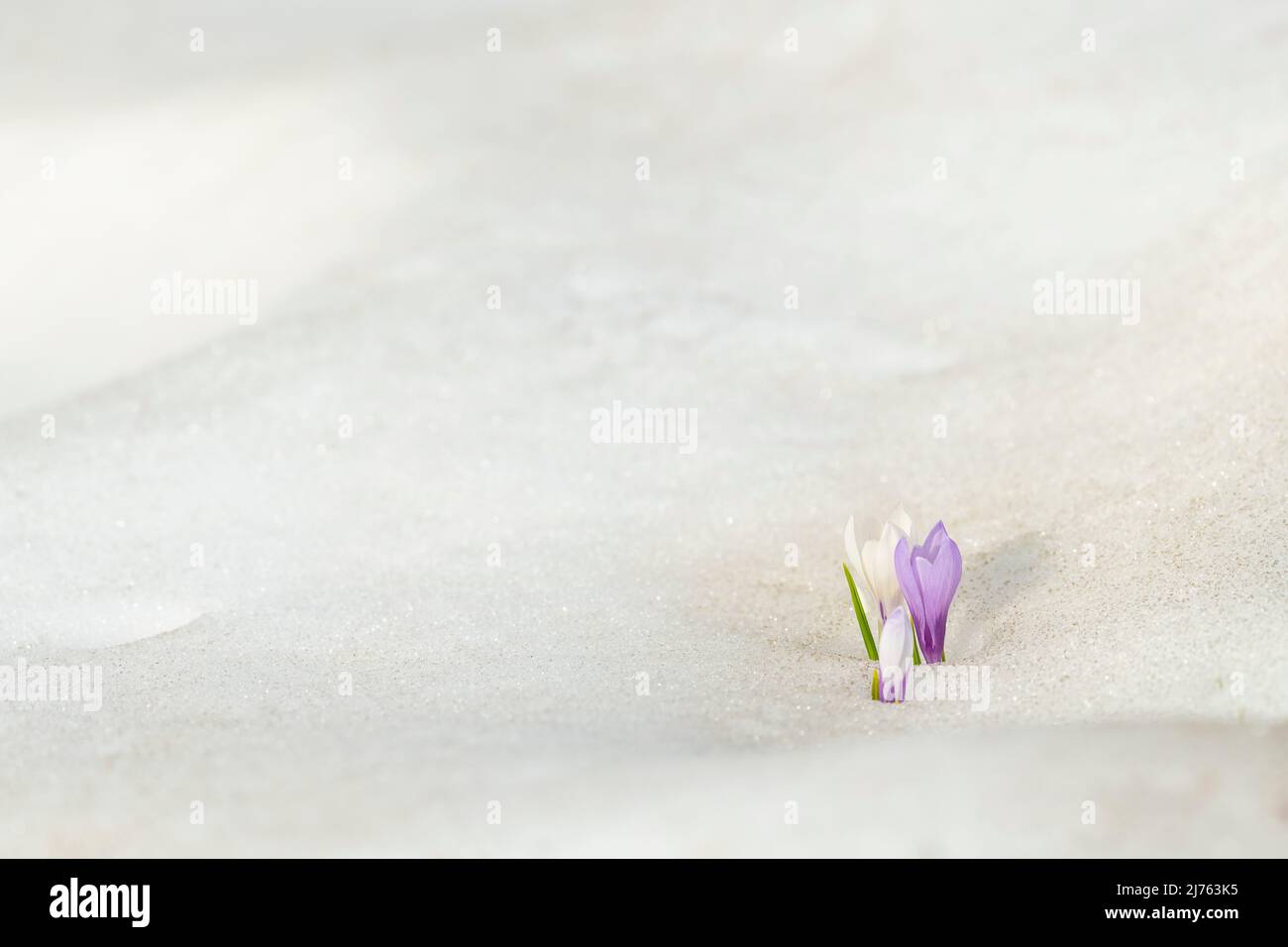 Crocus de printemps des fleurs dans la neige. Banque D'Images