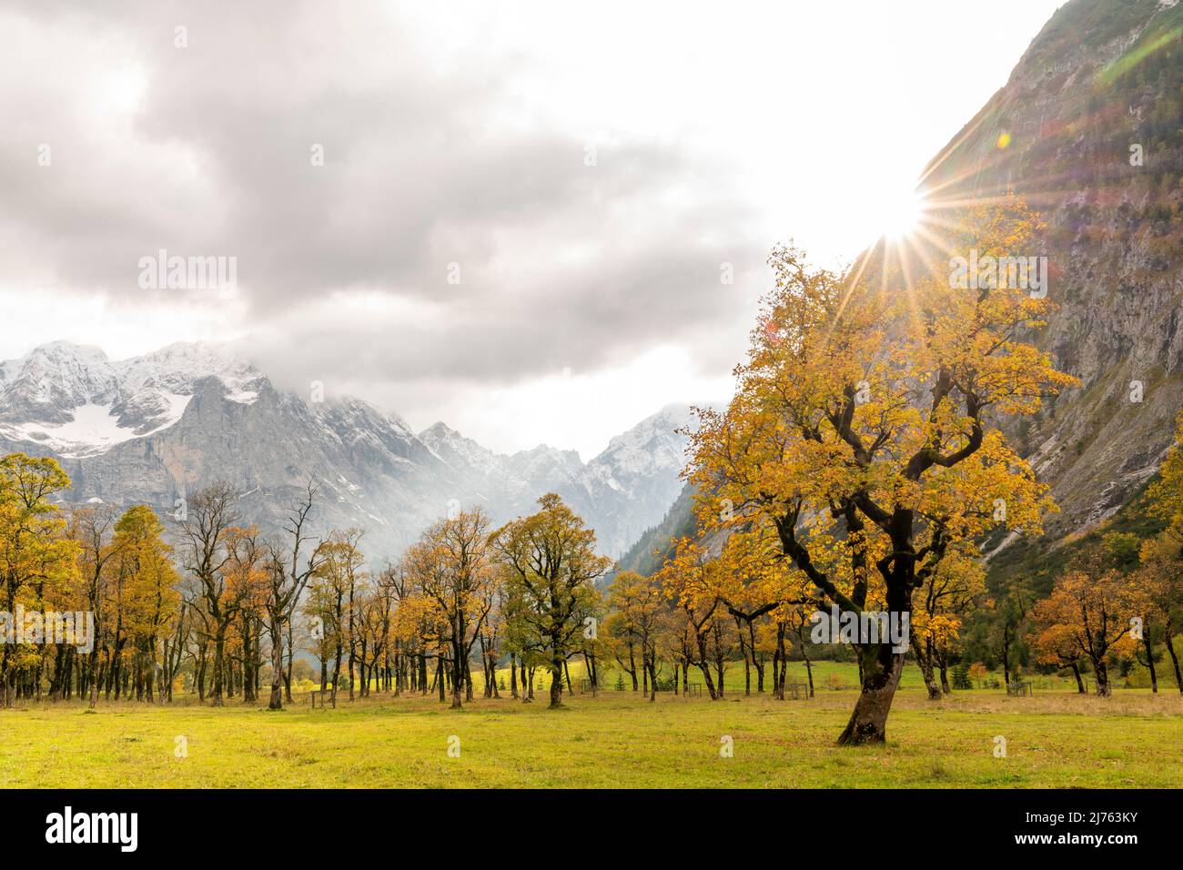 Érable sur le Großer Ahornboden en automne au coucher du soleil au Gamsjoch dans l'Eng, dans les nuages d'arrière-plan et le Spritzkarspitze Banque D'Images Érable sur le Großer Ahornboden en automne au coucher du soleil au Gamsjoch dans l'Eng, dans les nuages d'arrière-plan et le Spritzkarspitze Banque D'Images