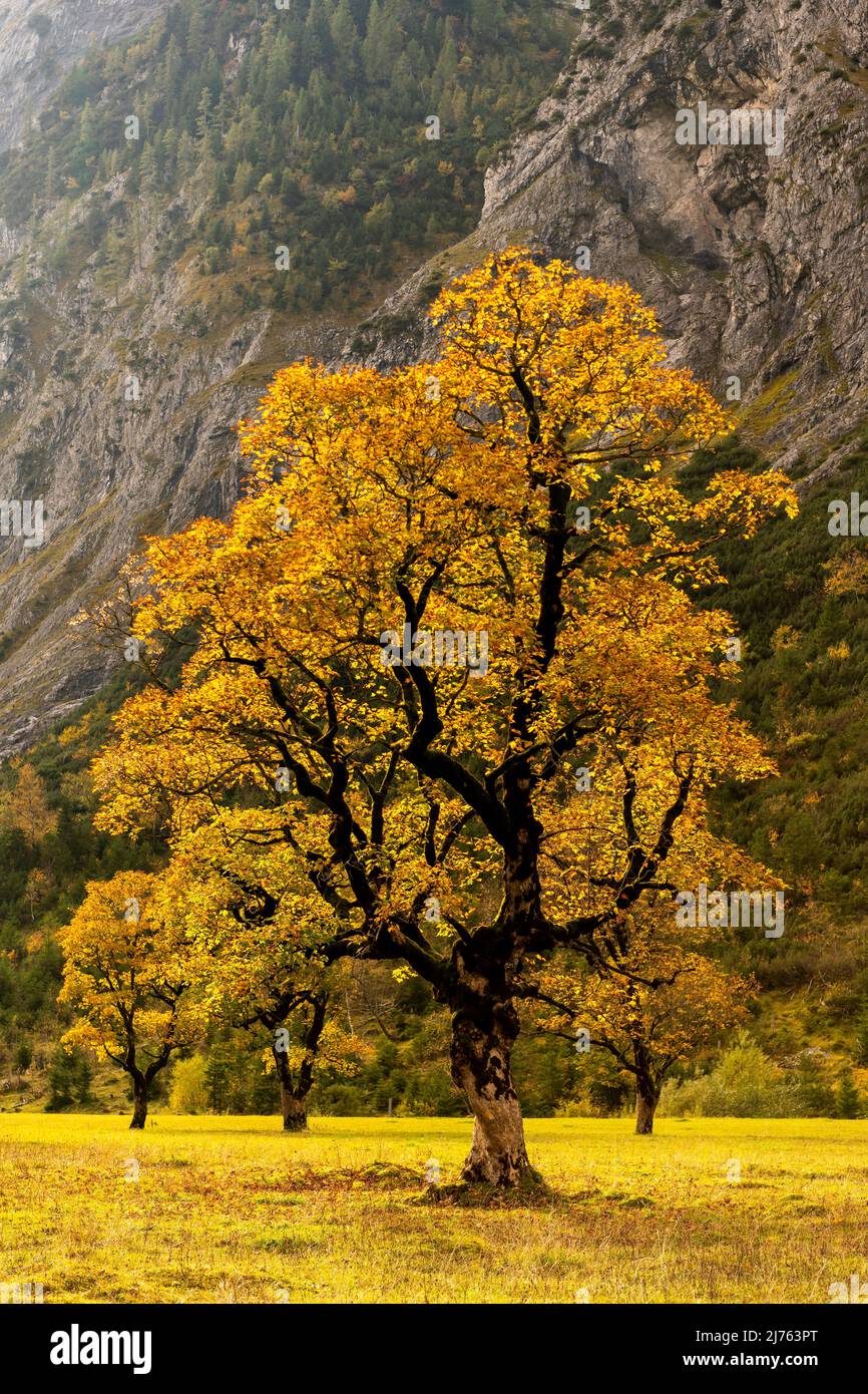 Un seul vieux et grand érable dans le contre-jour du soleil au Großer Ahornboden dans le Karwendel près de Hinterriss, Tyrol / Autriche brille dans la lumière du soleil dans toutes les couleurs de l'automne. Banque D'Images Un seul vieux et grand érable dans le contre-jour du soleil au Großer Ahornboden dans le Karwendel près de Hinterriss, Tyrol / Autriche brille dans la lumière du soleil dans toutes les couleurs de l'automne. Banque D'Images