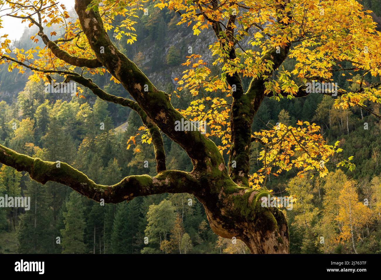 Couleurs d'automne sur le feuillage coloré d'un vieux érable dans le parc naturel de Karwendel dans le Tyrol / Autriche, dans les Alpes en automne. Banque D'Images
