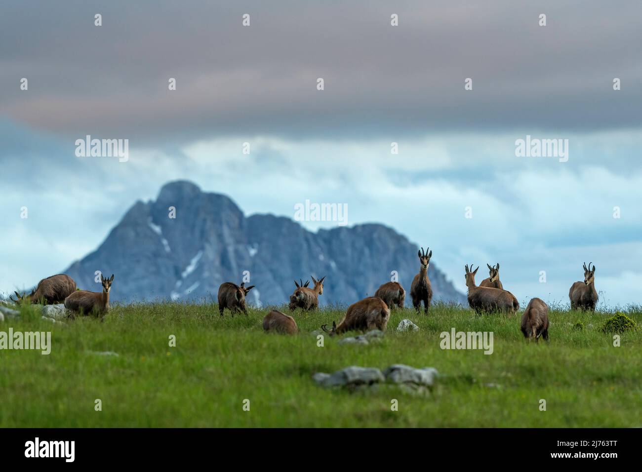 Un pack de chamois sur un pré de montagne, en arrière-plan le pic est de Karwendel Banque D'Images