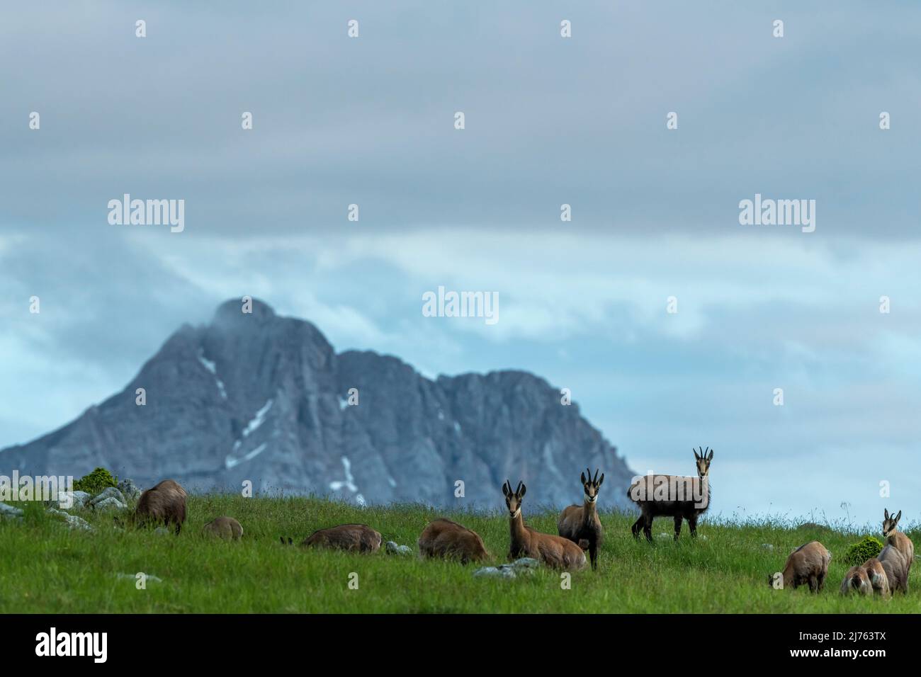 Un pack de chamois sur un pré de montagne, en arrière-plan le pic est de Karwendel Banque D'Images