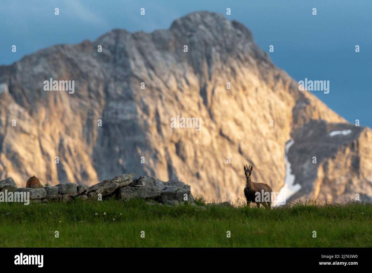 Un chamois se dresse sur un pré de montagne, tandis que la montagne en arrière-plan est illuminée par le soleil couchant. Banque D'Images