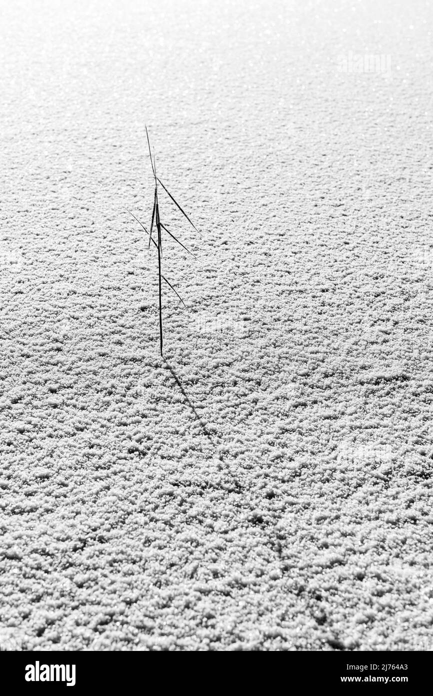 Un seul roseau dans la glace du lac gelé Barmsee dans les Alpes bavaroises, photographié comme un contour dur contre la lumière du soleil. Banque D'Images
