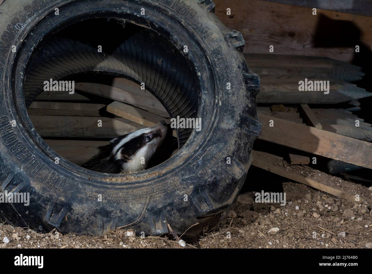 Un emblème derrière un ancien pneu de tracteur Banque D'Images
