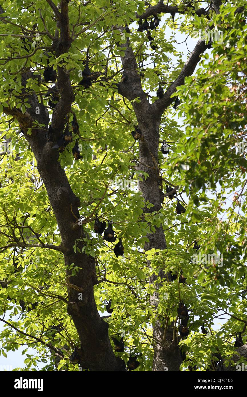 Renard volant indien suspendu (Pteropus medius), ou Bat au parc Nana Rao ou à la compagnie Bagh (anciennement Memorial Well Garden). Kanpur, Uttar Pradesh, Inde. Banque D'Images