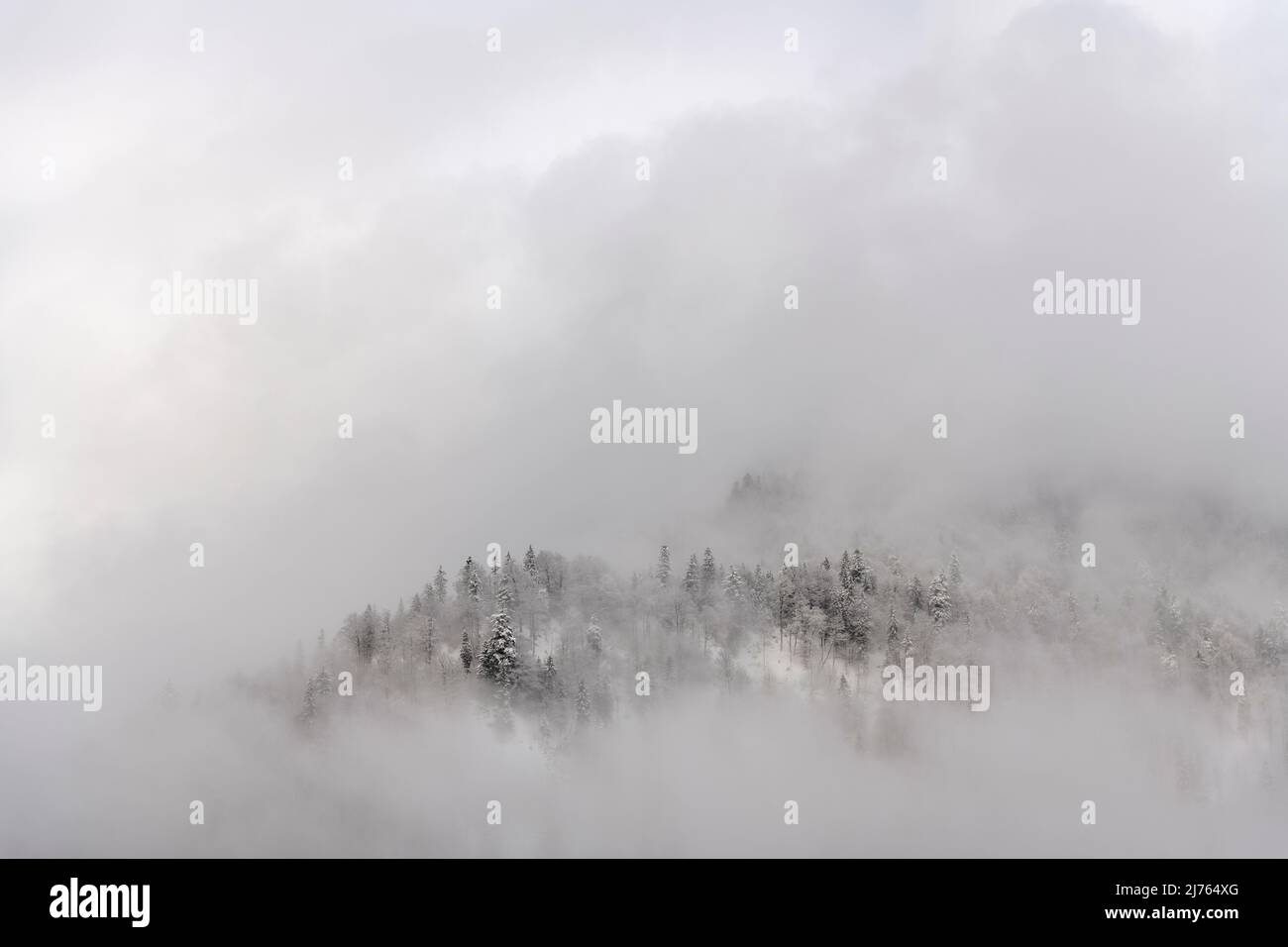 Atmosphère de brouillard et de nuages dans la forêt au réservoir de Sylvenstein en hiver avec de la neige fraîche Banque D'Images Atmosphère de brouillard et de nuages dans la forêt au réservoir de Sylvenstein en hiver avec de la neige fraîche Banque D'Images
