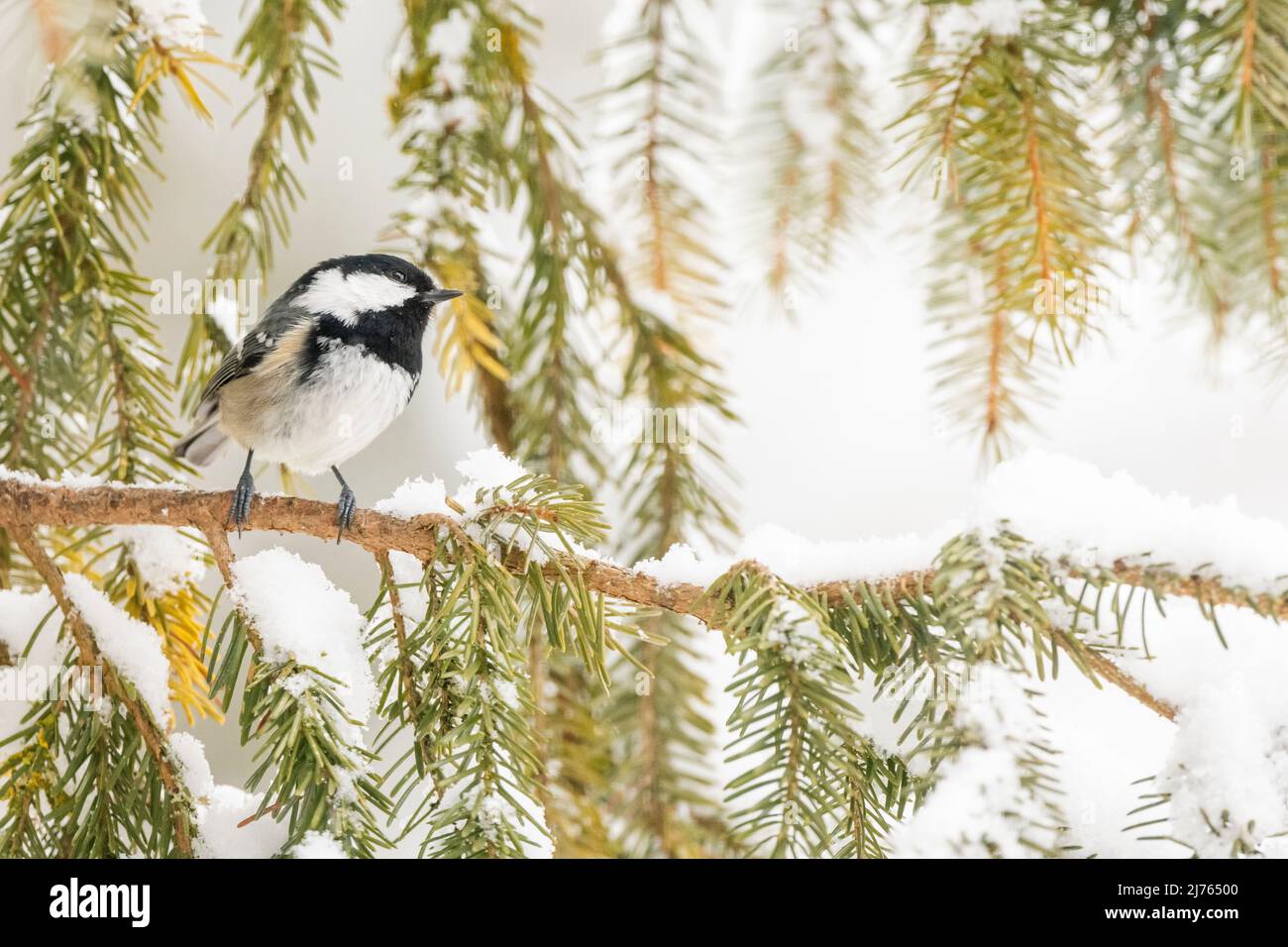 Un petit tit de sapin (Periparus ater) sur une branche d'épinette enneigée en hiver. Banque D'Images Un petit tit de sapin (Periparus ater) sur une branche d'épinette enneigée en hiver. Banque D'Images