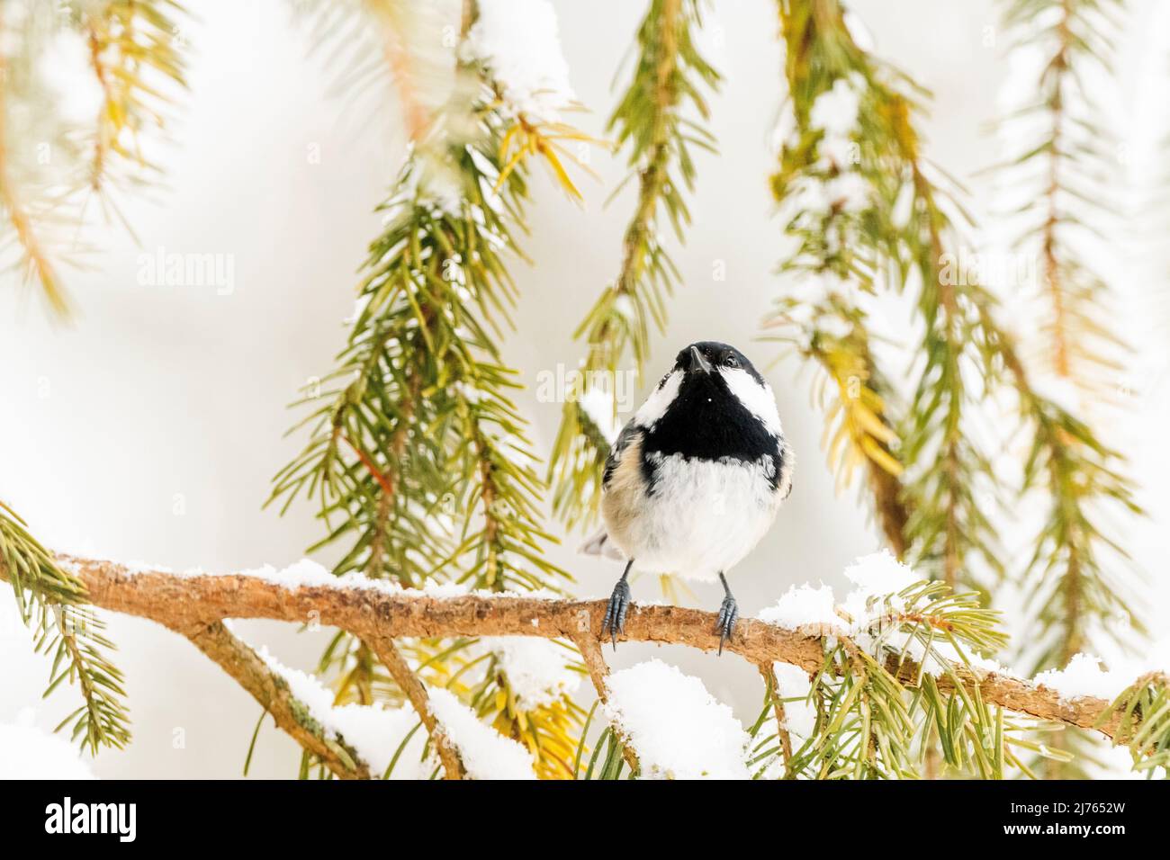 Un petit tit de sapin (Periparus ater) sur une branche d'épinette enneigée en hiver. Banque D'Images Un petit tit de sapin (Periparus ater) sur une branche d'épinette enneigée en hiver. Banque D'Images