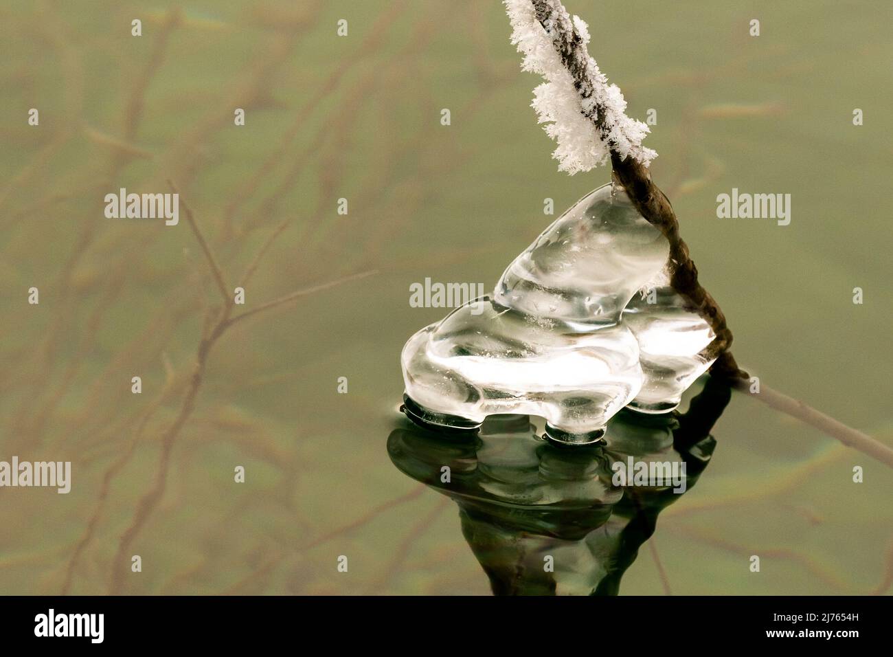 Le cristal de glace sur les branches d'un saule se reflète dans l'eau du réservoir de Sylvenstein dans les montagnes du Karwendel Banque D'Images Le cristal de glace sur les branches d'un saule se reflète dans l'eau du réservoir de Sylvenstein dans les montagnes du Karwendel Banque D'Images