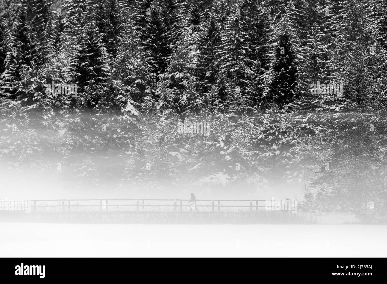 Trois marcheurs sur le pont neigé à la sortie du Lautersee dans les Alpes bavaroises en hiver avec de la neige fraîche et un brouillard dense Banque D'Images