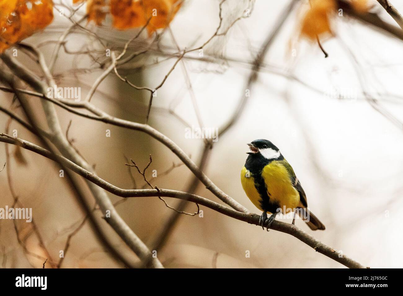 Une grande dîme dans les branches d'un saule Banque D'Images Une grande dîme dans les branches d'un saule Banque D'Images
