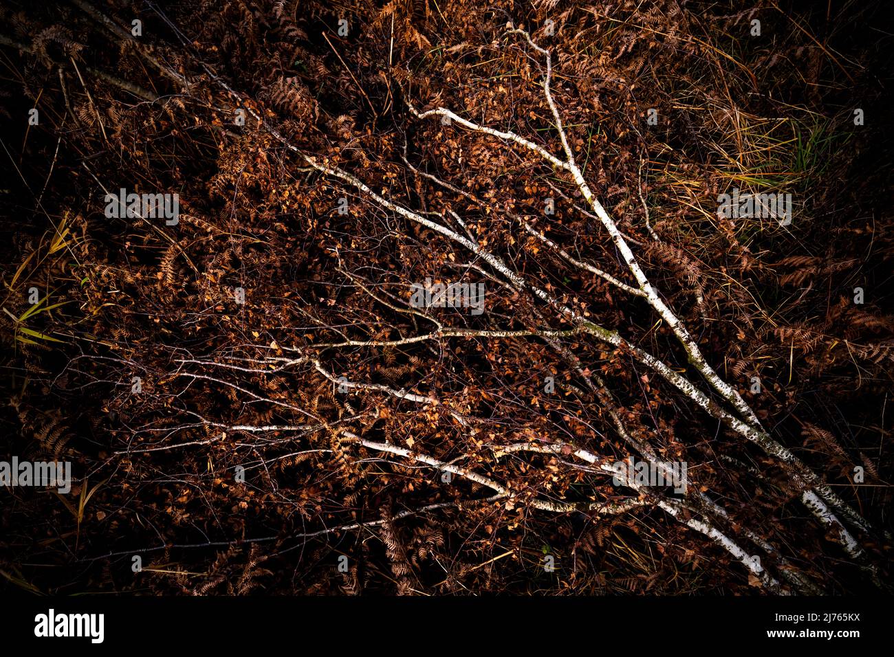 Plusieurs branches de bouleau avec feuillage brun parmi les fougères et l'herbe dans la forêt. Banque D'Images