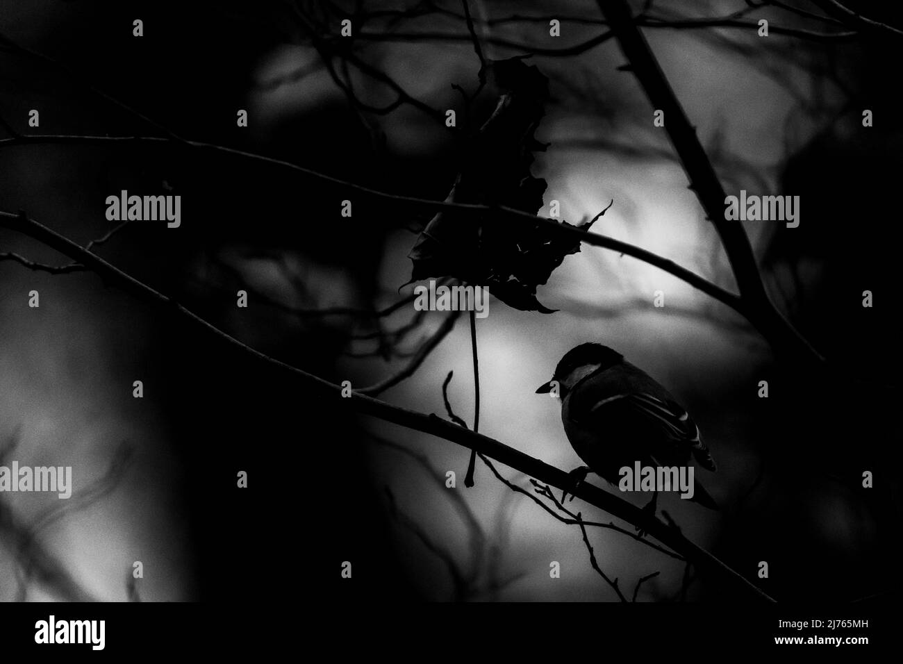 Grande dîme comme une ombre dans un saule buisson photographié en noir et blanc Banque D'Images Grande dîme comme une ombre dans un saule buisson photographié en noir et blanc Banque D'Images